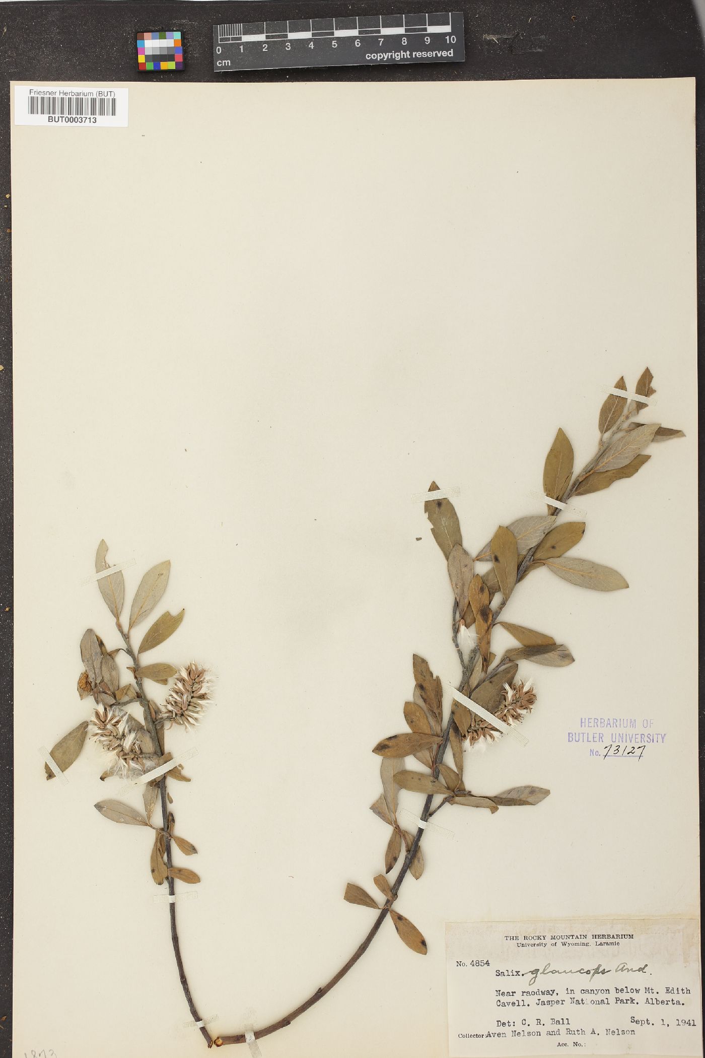 Salix glaucophylla image