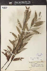 Salix gracilis image