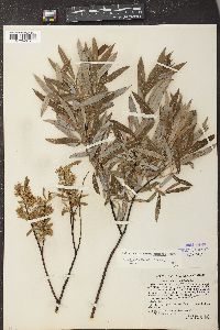 Salix gracilis image