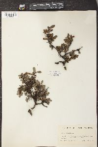 Salix herbacea image