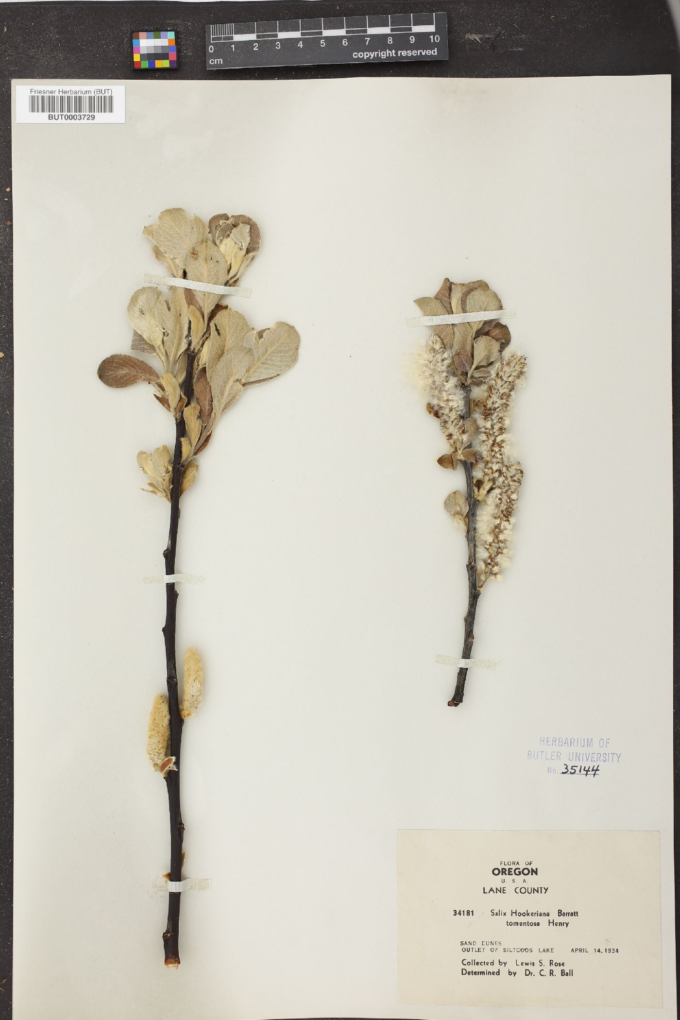 Salix hookeriana var. tomentosa image