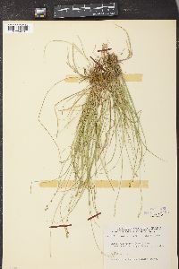 Carex brunnescens var. sphaerostachya image