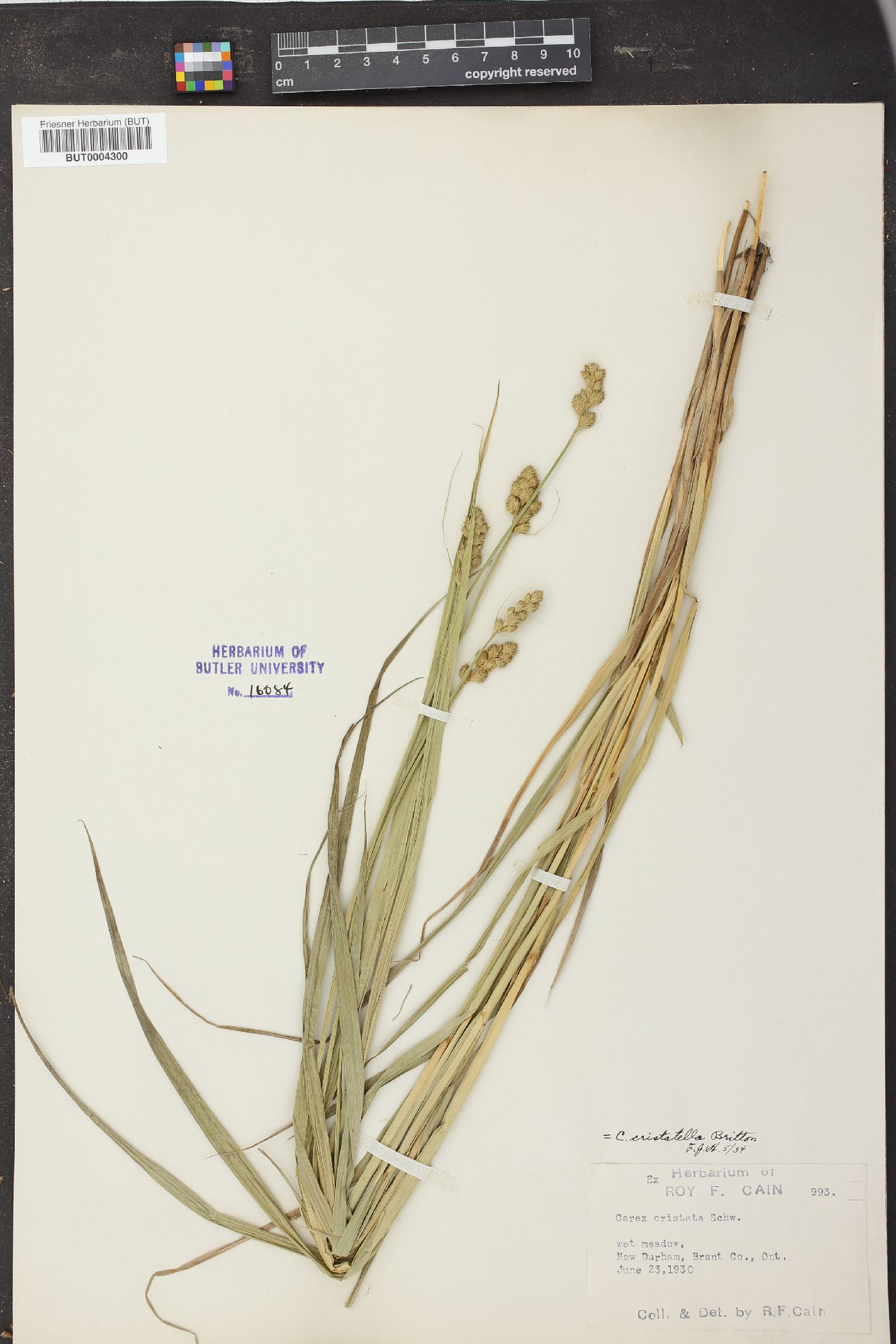 Carex ferruginea image