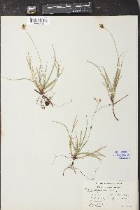 Carex disperma image