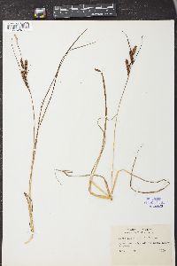 Carex hindsii image