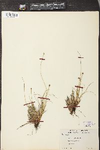 Carex capitata image