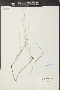 Carex chordorrhiza image