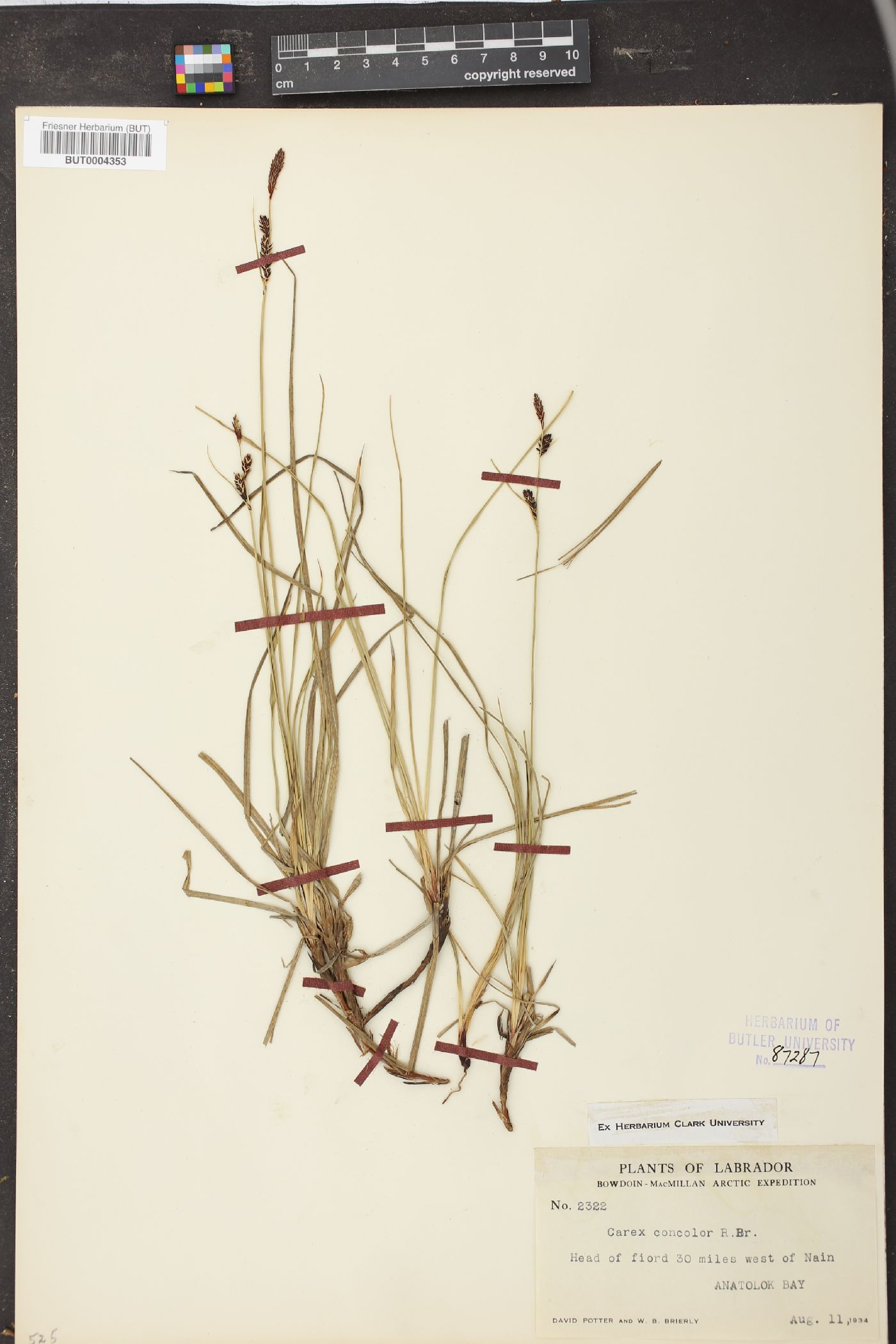 Carex speciosa image