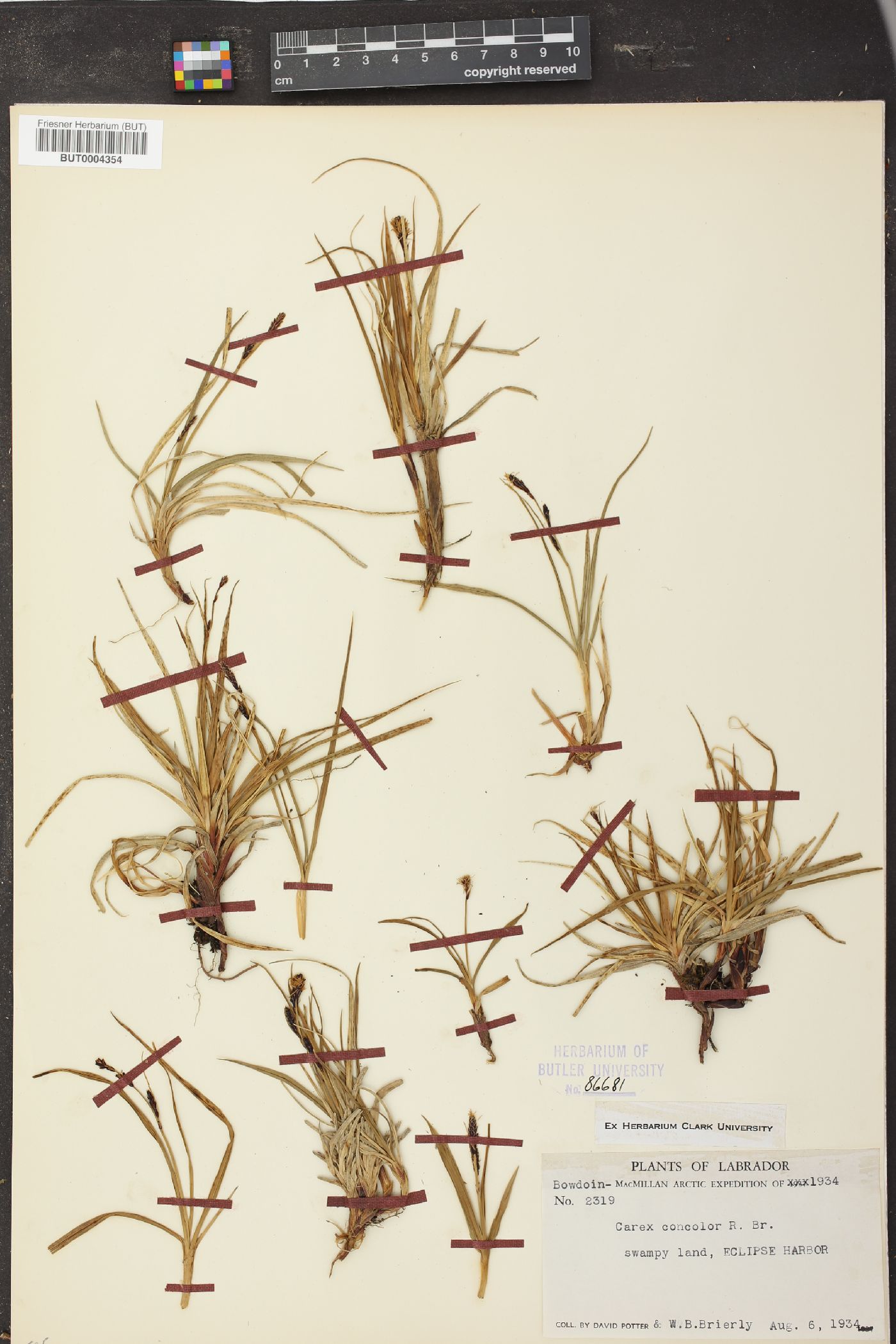 Carex speciosa image