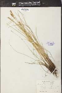 Carex diandra image