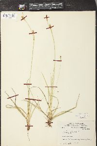 Carex panicea image