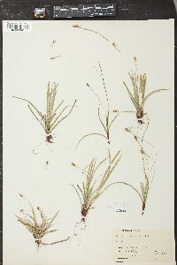 Carex pedunculata image