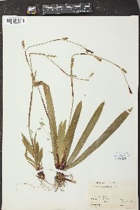 Carex plantaginea image