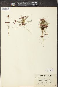 Carex scirpoidea image