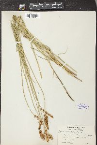 Carex sartwelliana image