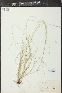 Carex rosea var. radiata image