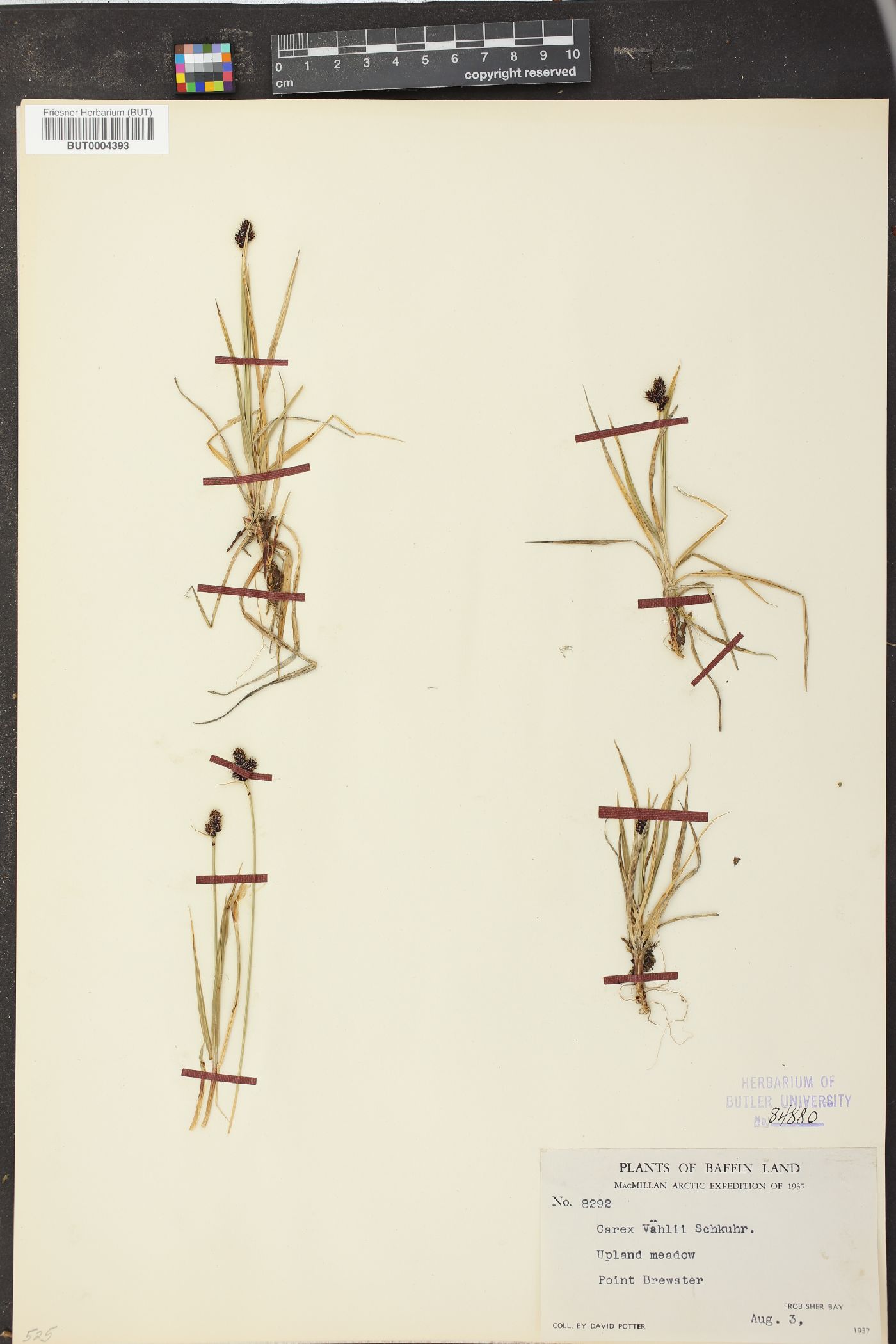 Carex vahlii image