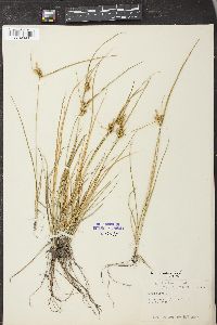 Carex viridula image