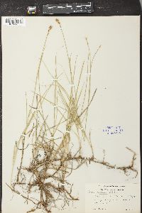 Carex siccata image