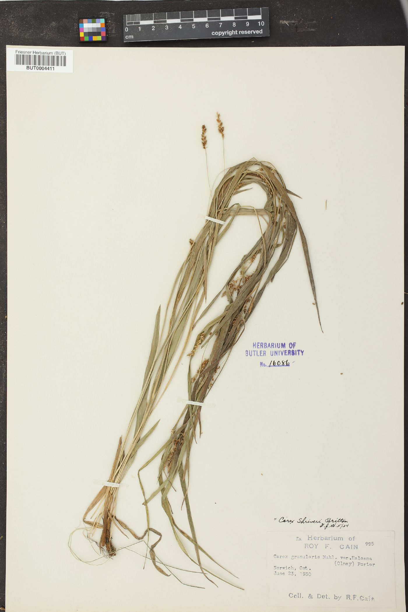 Carex shriveri image