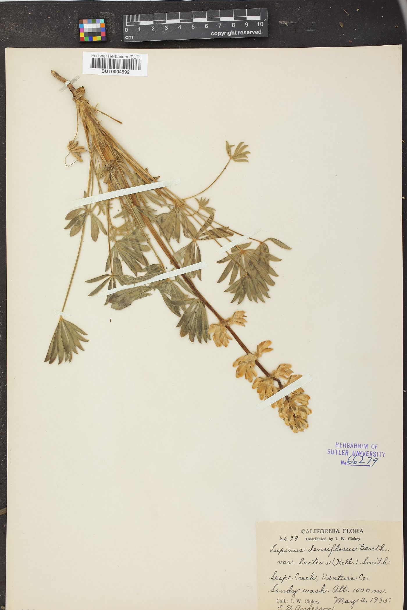 Lupinus densiflorus subsp. lacteus image