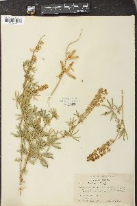 Lupinus argenteus var. laxiflorus image