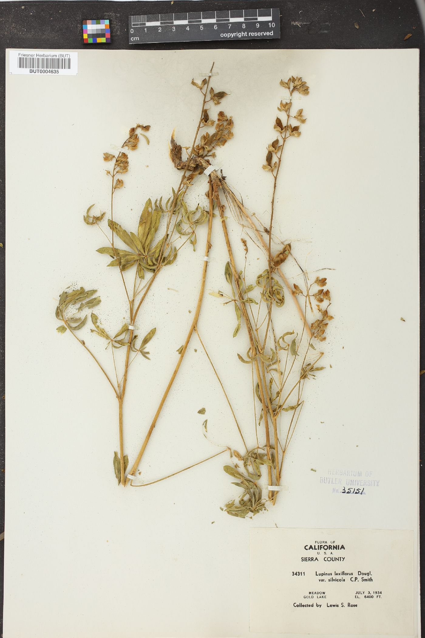 Lupinus silvicola image