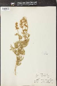 Lupinus inyoensis image