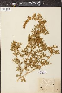 Lupinus chamissonis image