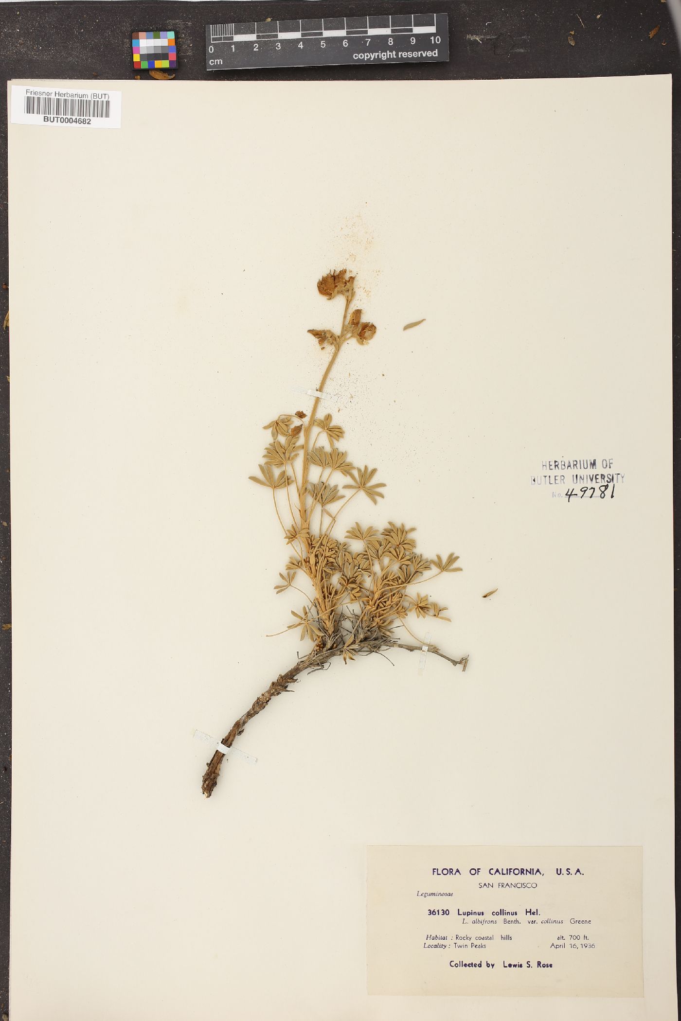 Lupinus collinus image