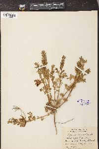 Lupinus concinnus image