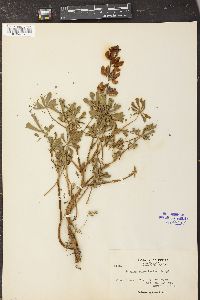 Lupinus succulentus image