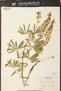 Lupinus sulphureus image