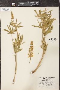 Lupinus sulphureus image