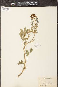 Lupinus texensis image