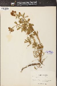 Lupinus varicolor image