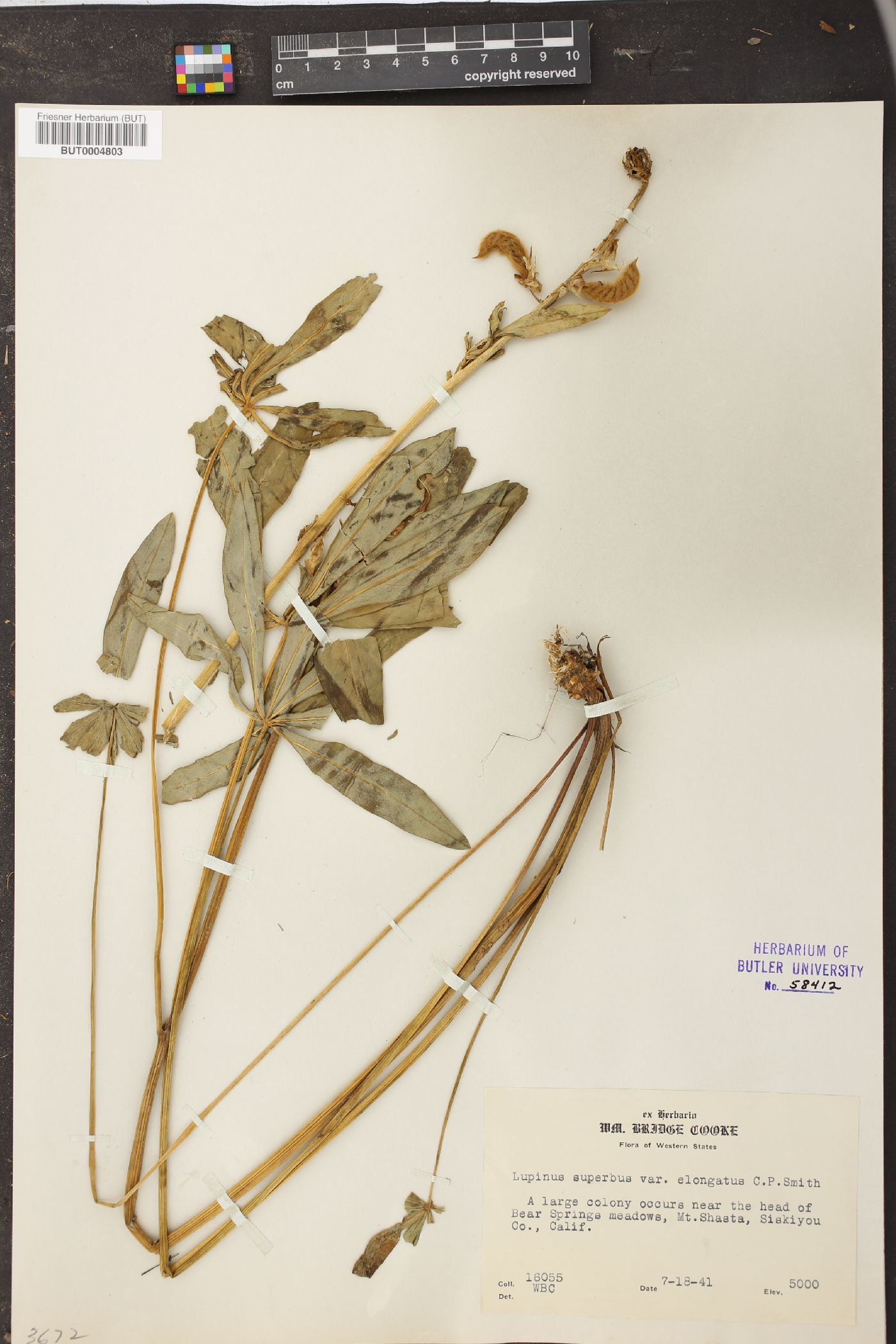 Lupinus superbus var. elongatus image
