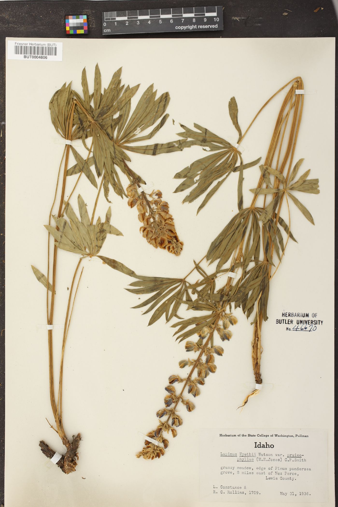Lupinus wyethii var. prunophilus image