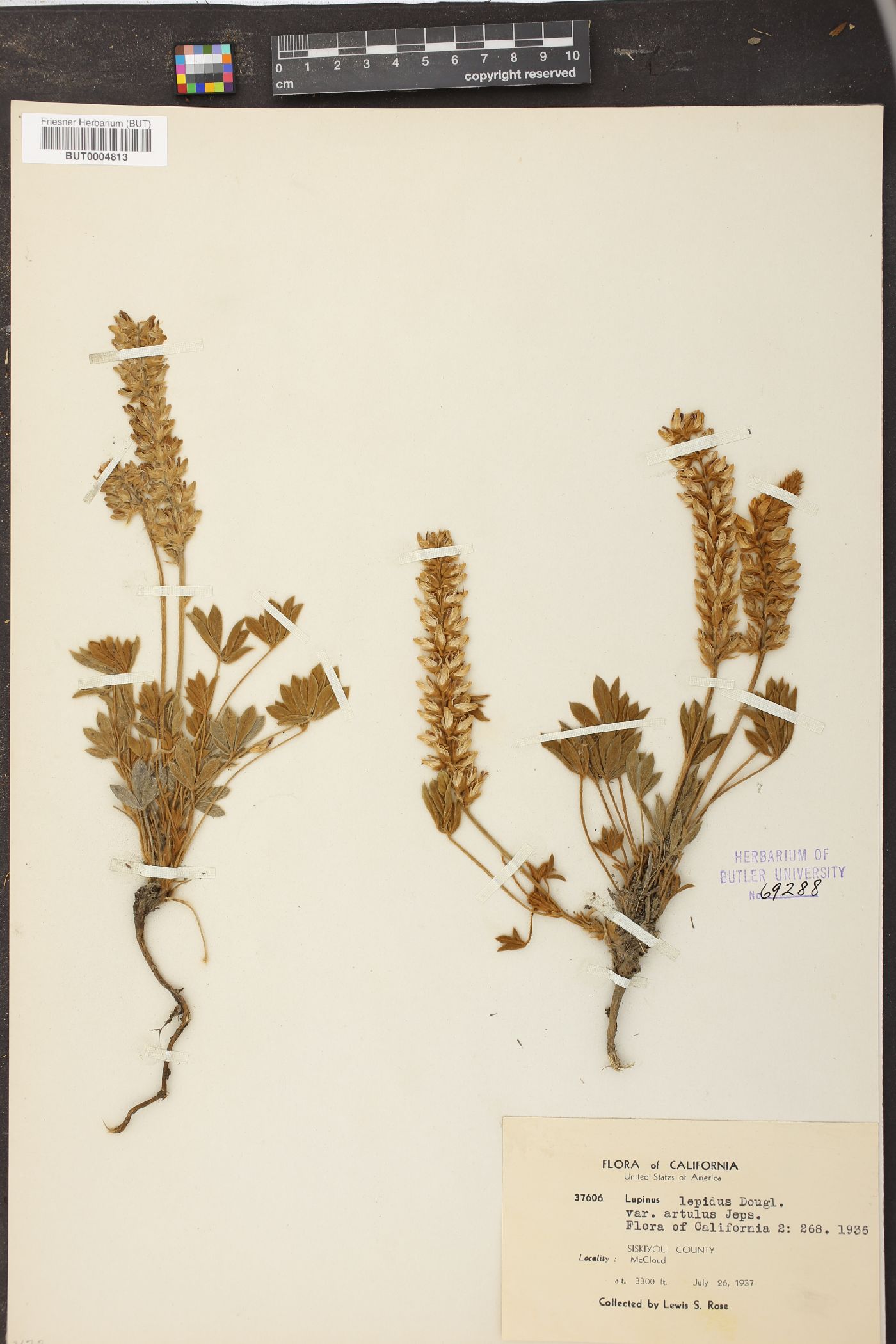 Lupinus lepidus var. artulus image