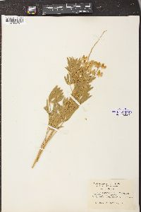 Lupinus sericeus image