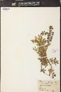 Lupinus subcarnosus image