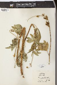 Lupinus latifolius var. columbianus image