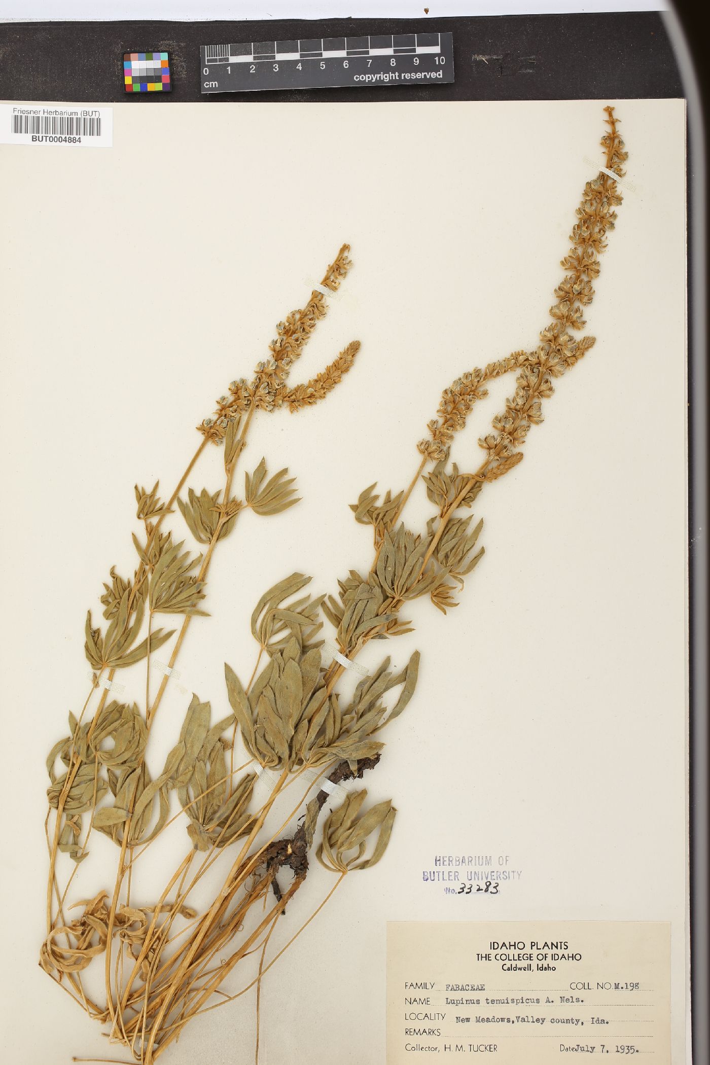 Lupinus tenuispicus image