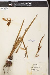 Iris longipetala image