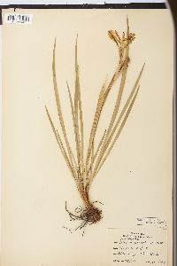 Iris missouriensis image