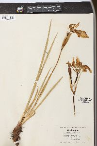 Iris missouriensis image