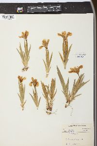 Iris cristata image