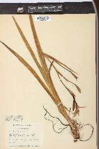 Iris versicolor image