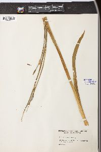 Iris versicolor image