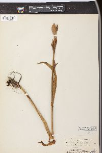 Iris versicolor image